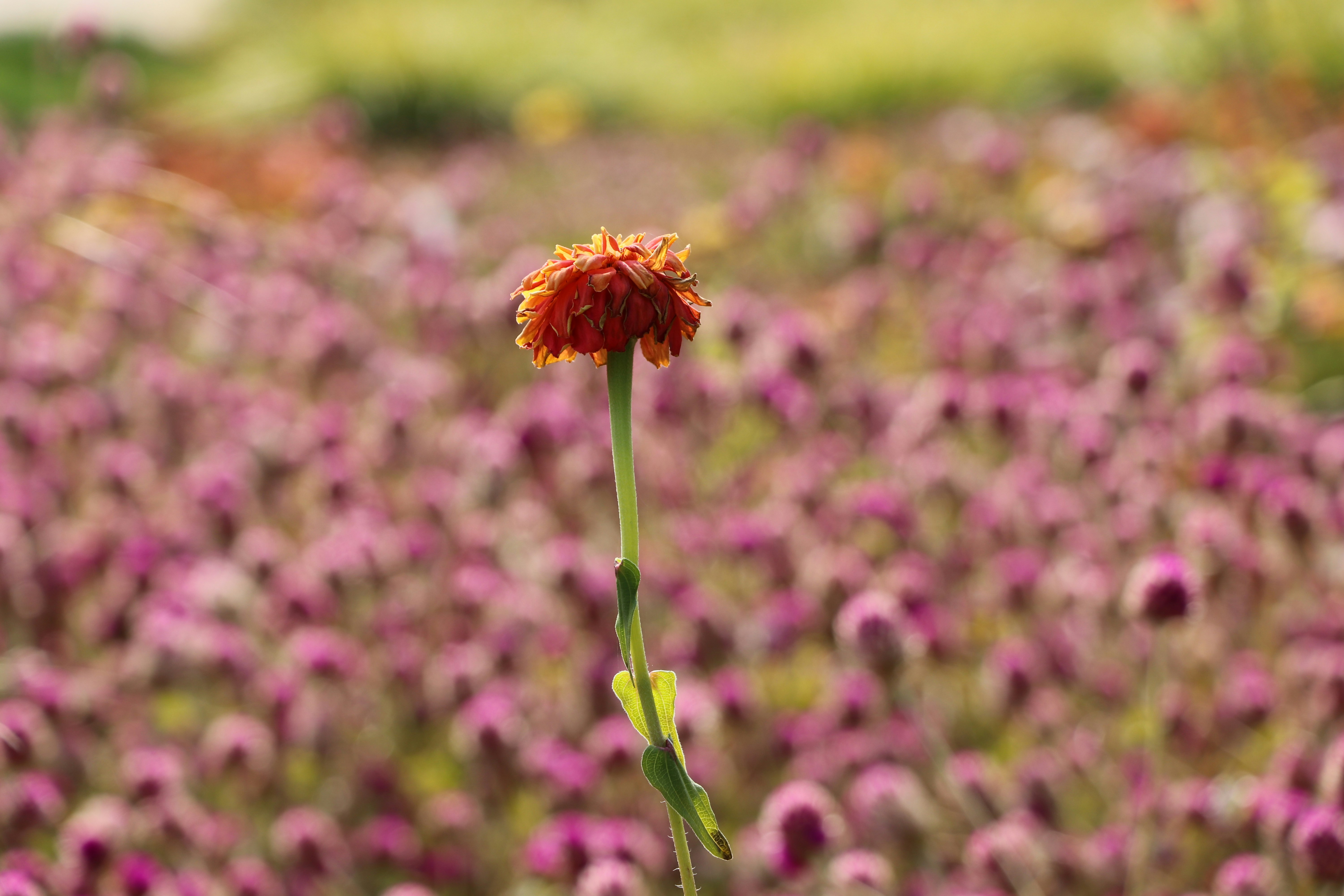 Photo by mohammadrezaphoto