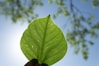 a hand holding a green leaf in front of a blue sky