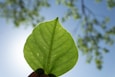 a hand holding a green leaf in front of a blue sky