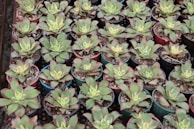Rows of small succulents in colorful ceramic pots on display.
