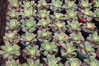 Rows of small succulents in colorful ceramic pots on display.