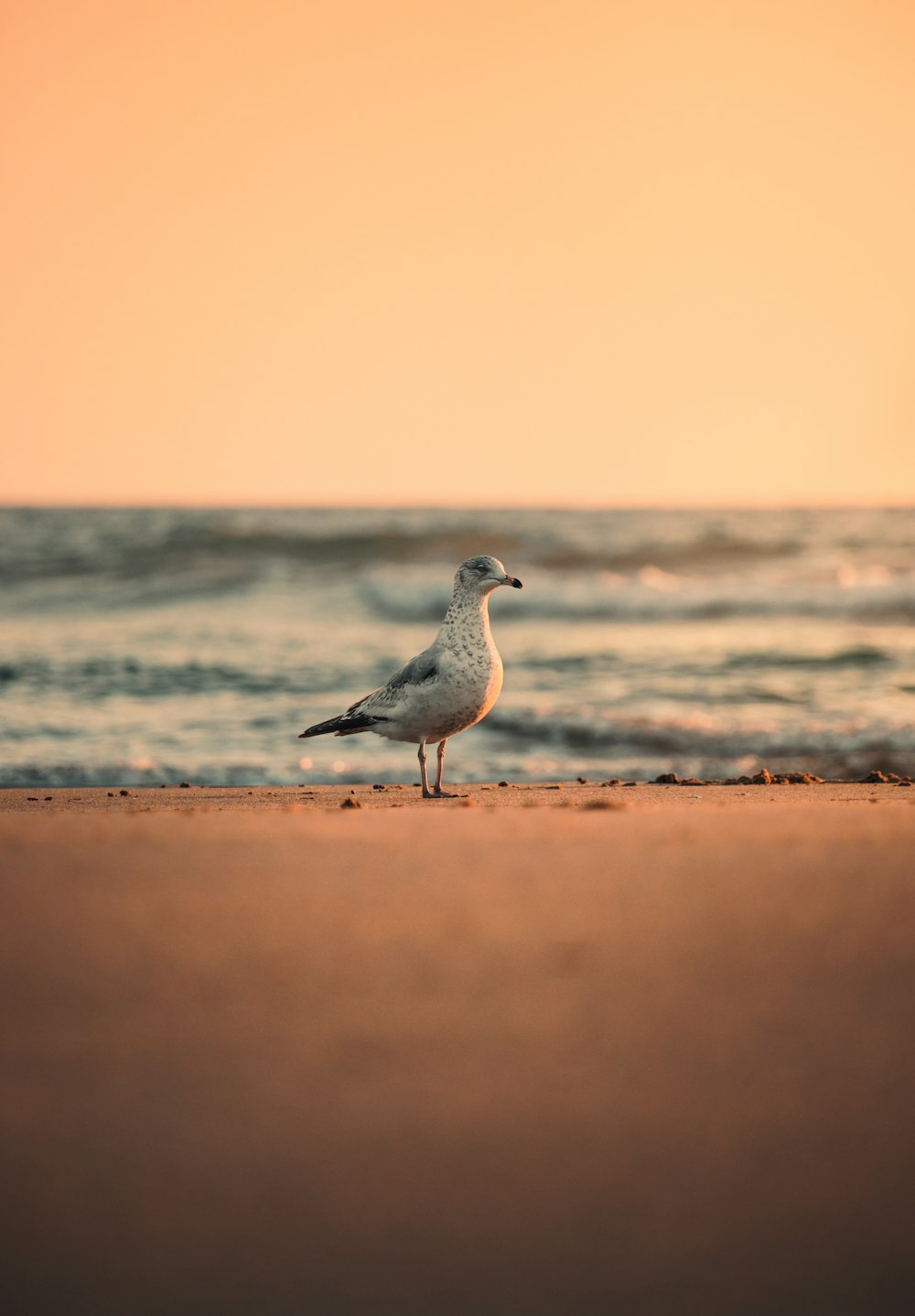 a seagull standing on the beach at sunset