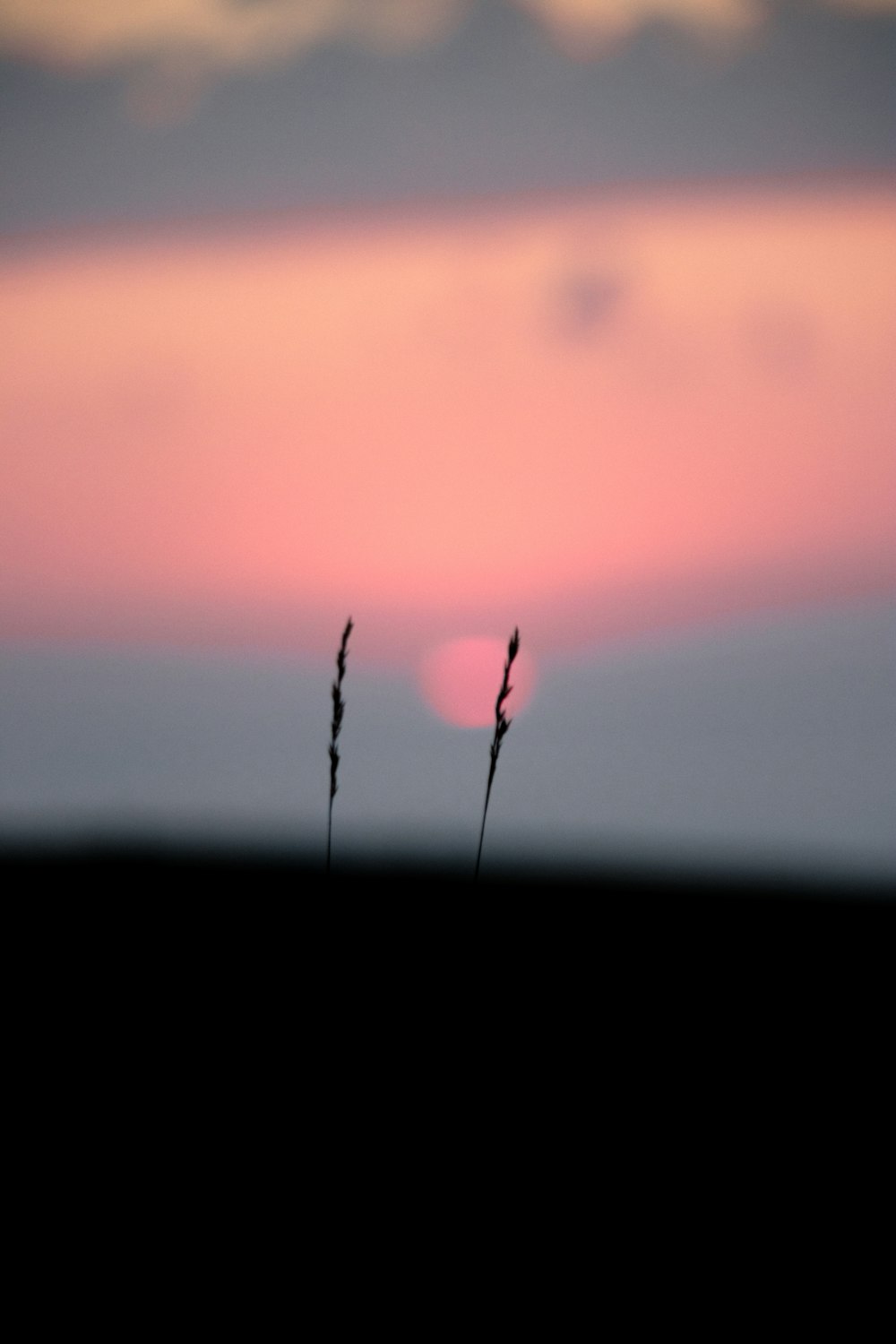 a couple of tall grass sitting on top of a field