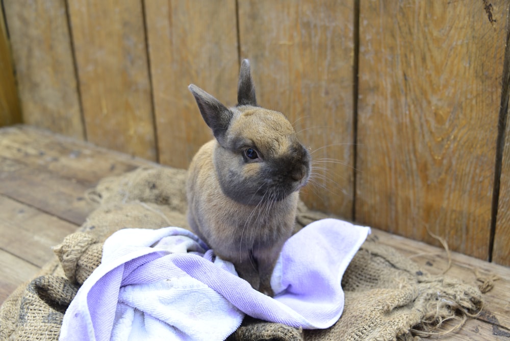 a small rabbit sitting on top of a blanket