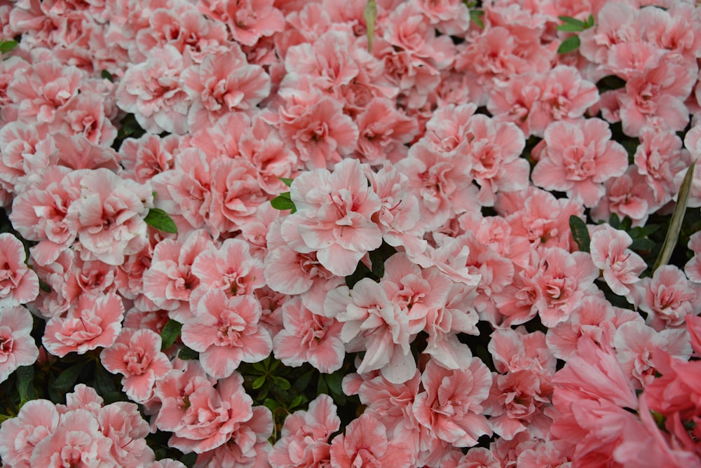 a bunch of pink flowers with green leaves