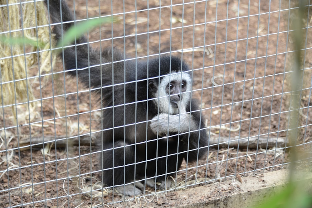 a black and white monkey behind a wire fence