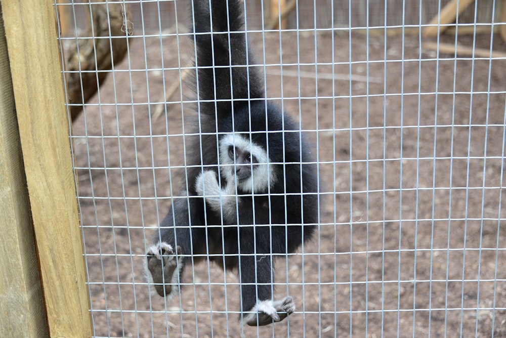 a black and white monkey in a cage at a zoo