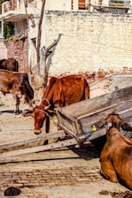 Several cows are gathered around a wooden cart in a rural setting. The background consists of brick and plaster walls with some exposed wooden beams. A dry tree stands near the cows, and the ground is paved with uneven bricks.