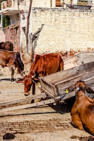 Several cows are gathered around a wooden cart in a rural setting. The background consists of brick and plaster walls with some exposed wooden beams. A dry tree stands near the cows, and the ground is paved with uneven bricks.