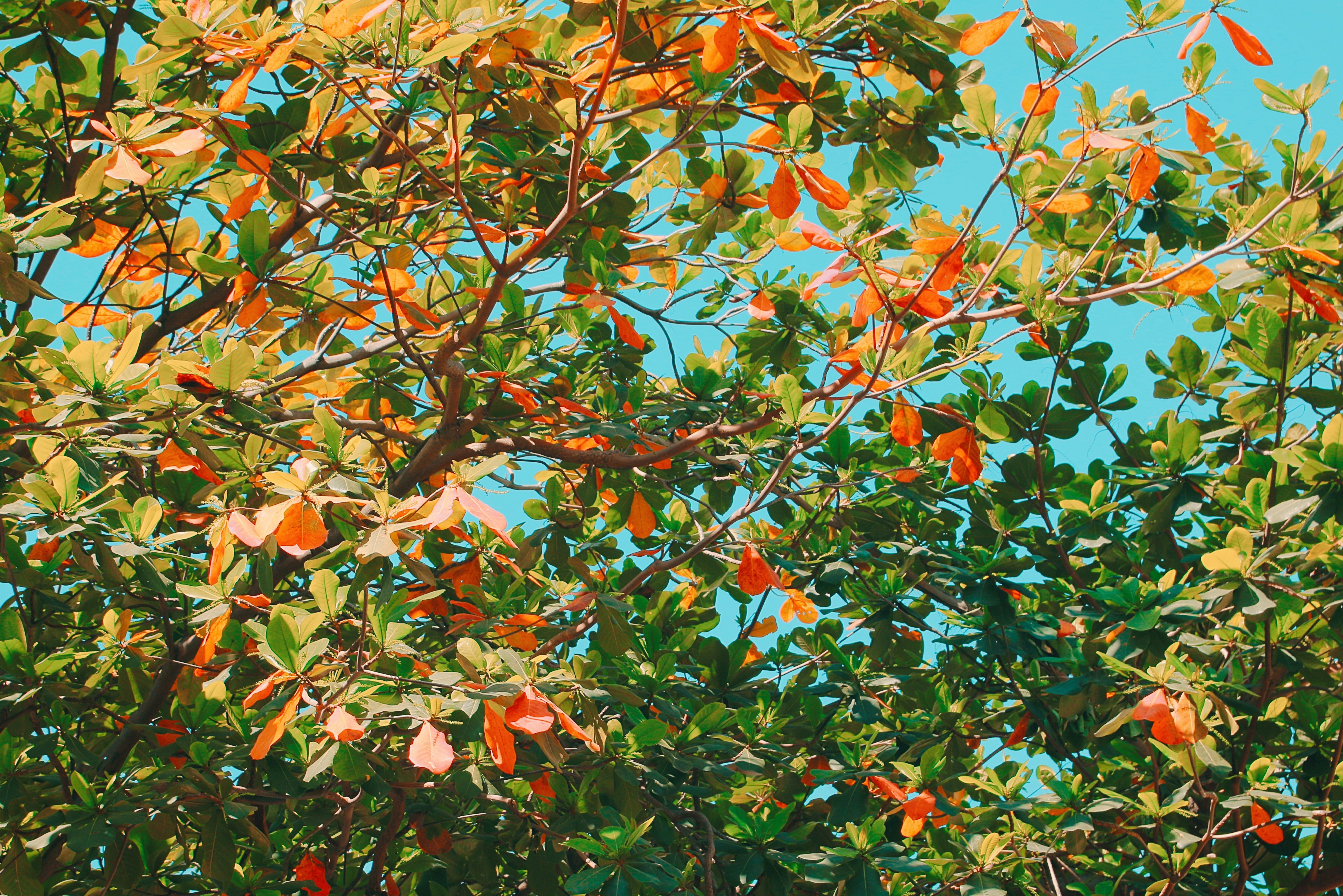 Photo by thuankaylias