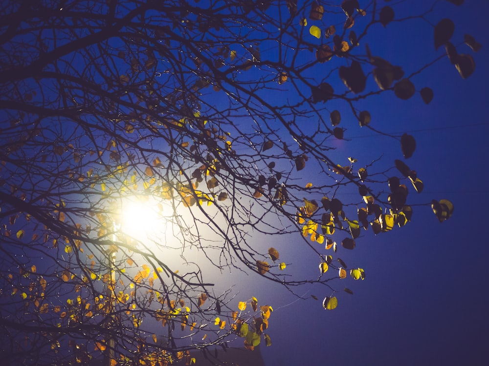 the sun shining through the branches of a tree