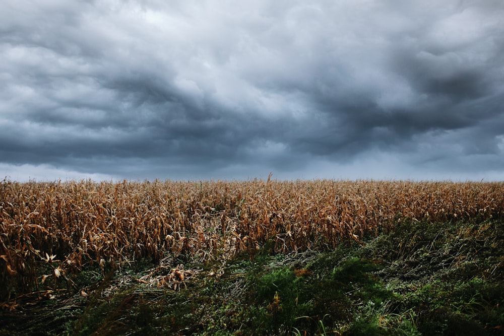 a field of corn under a cloudy sky