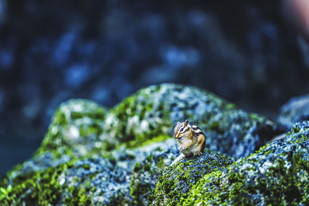 a small animal sitting on top of a moss covered rock