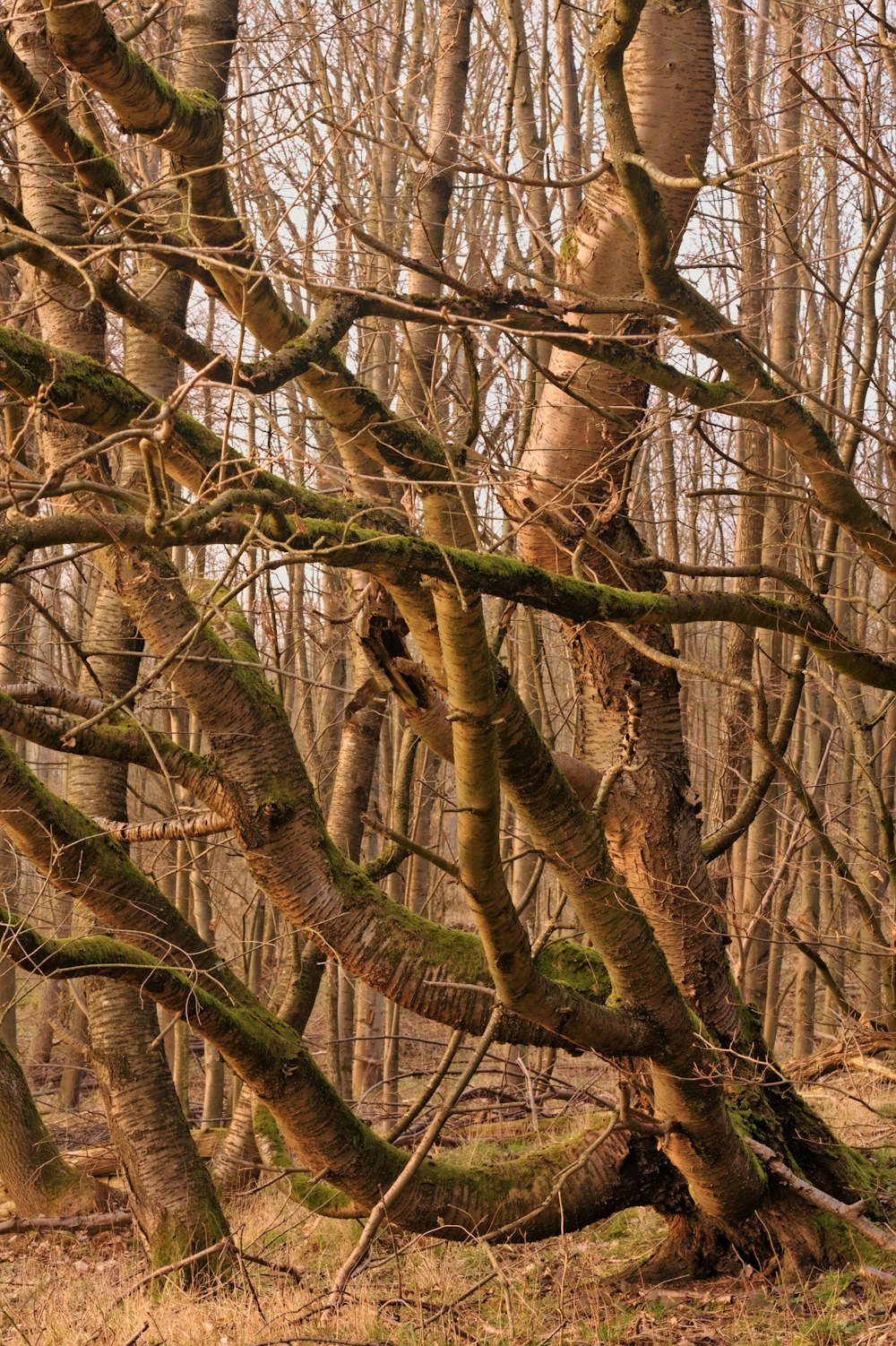 a group of trees that are in the woods