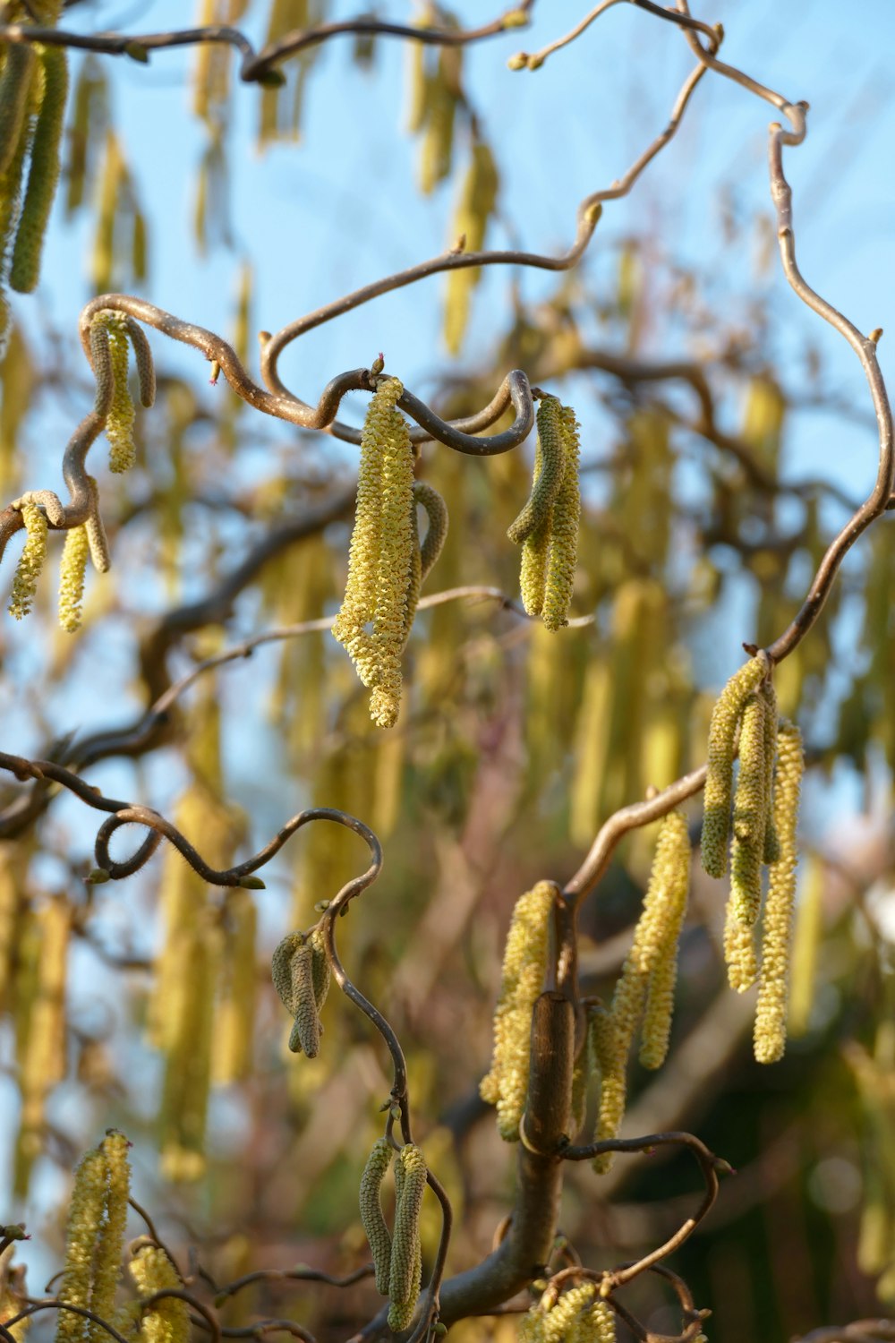 a tree with yellow flowers hanging from it's branches