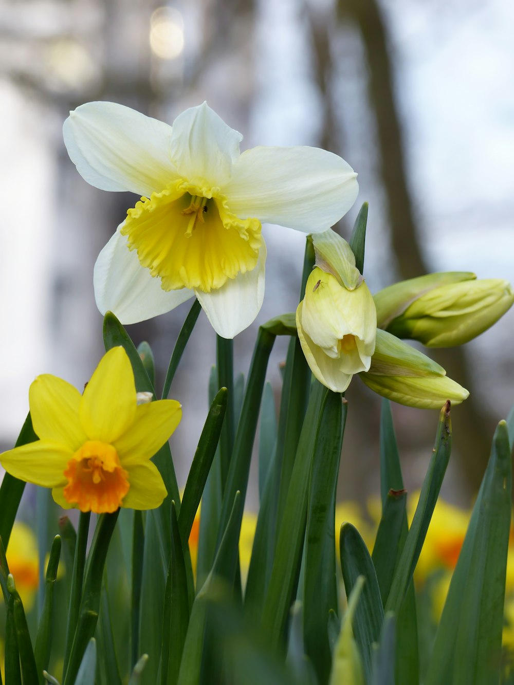 a group of yellow and white flowers in a garden