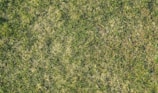 A patch of grass with varying shades of green and some dry, brown areas. The texture is uneven, indicating a natural lawn setting.