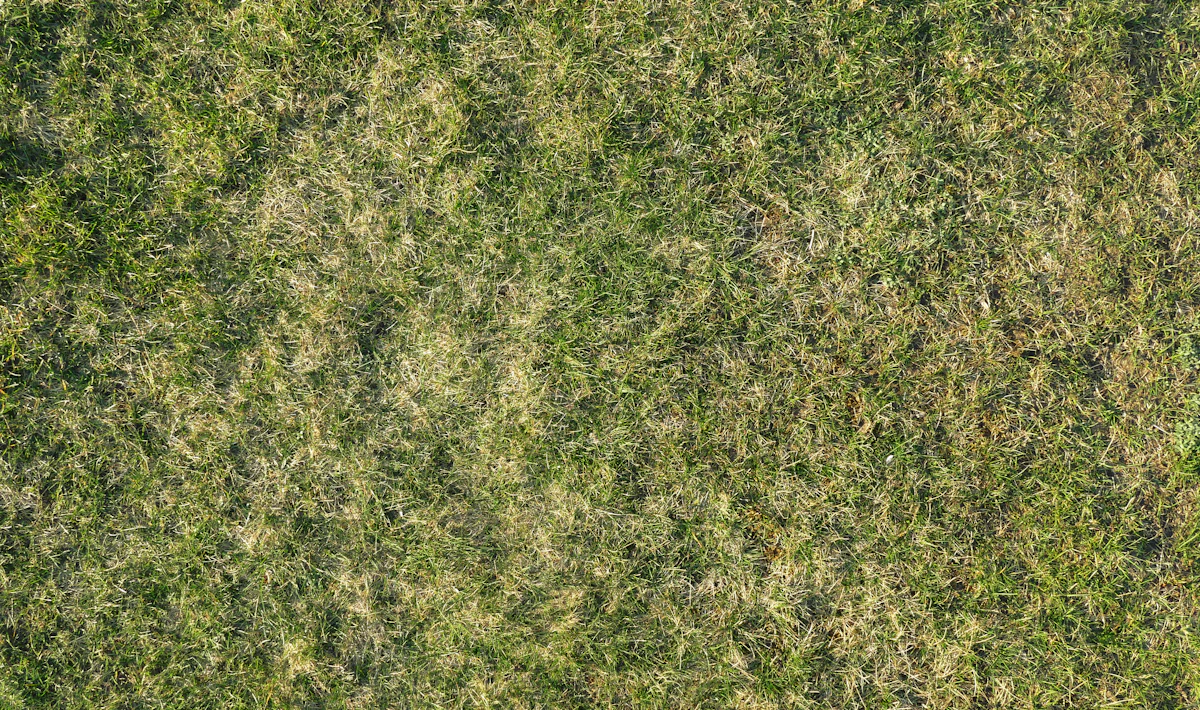 Patchy lawn showing signs of grass disease