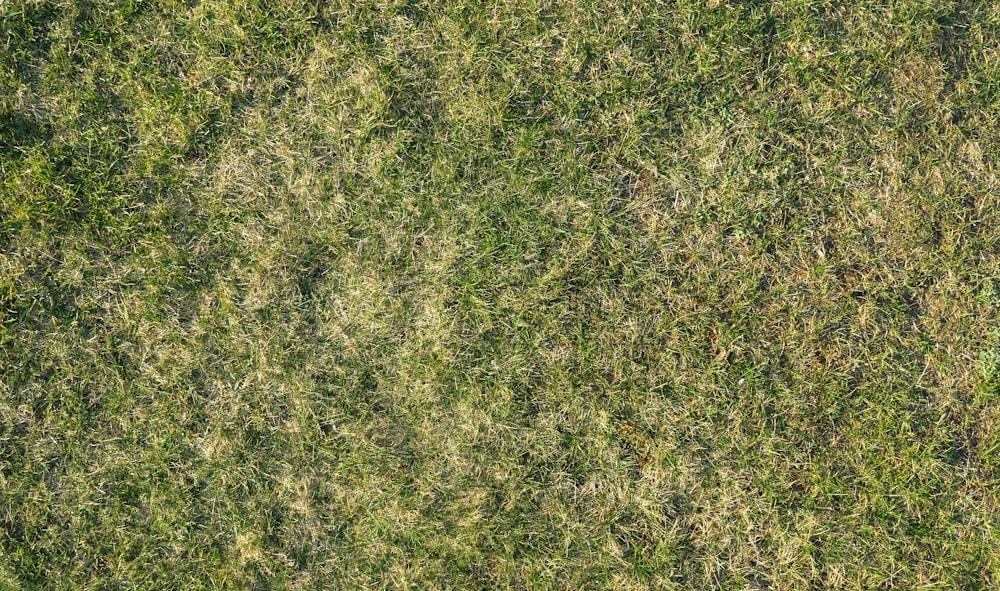 a patch of grass that has been cut down