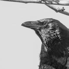 a close up of a bird on a branch
