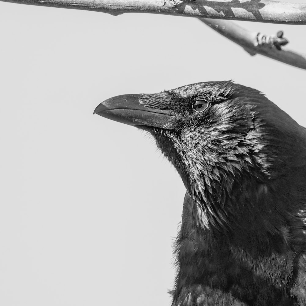 a close up of a bird on a branch