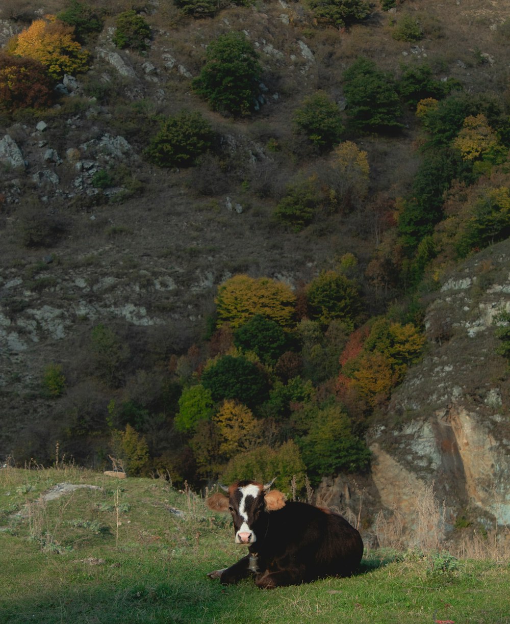 a cow is laying down in a field