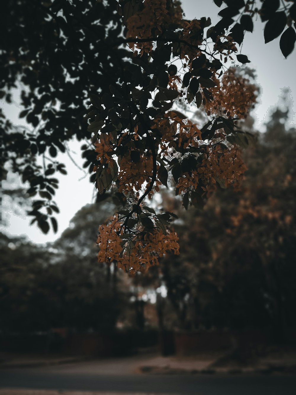 a black and white photo of a leafy tree