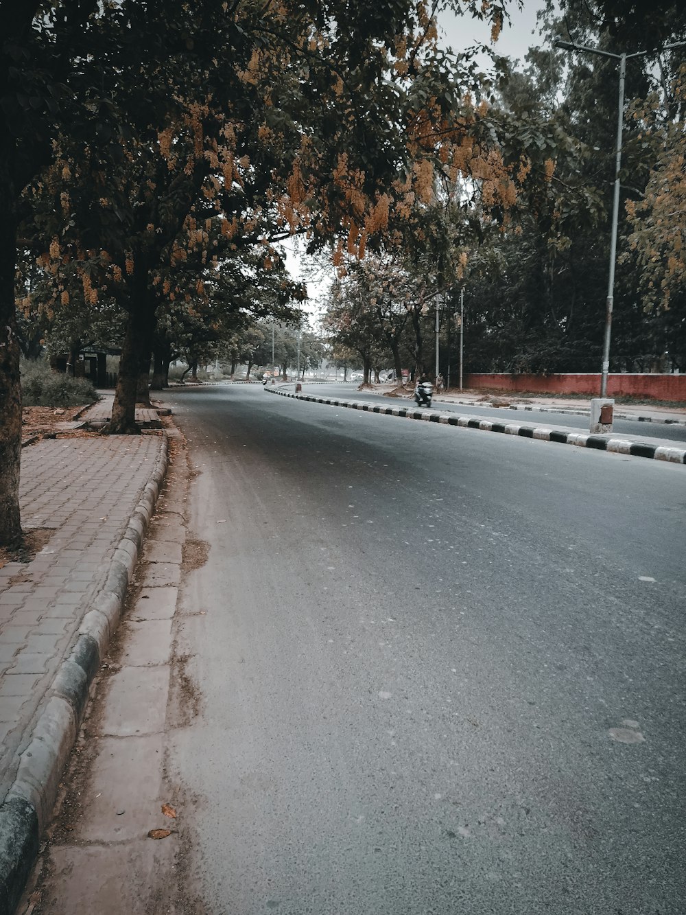 a street lined with trees on both sides of it