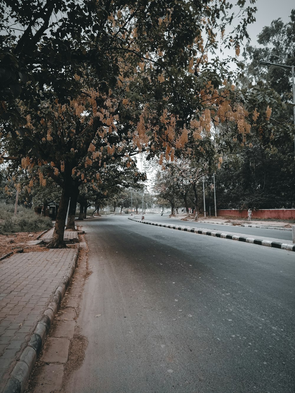 a street lined with trees on both sides of it