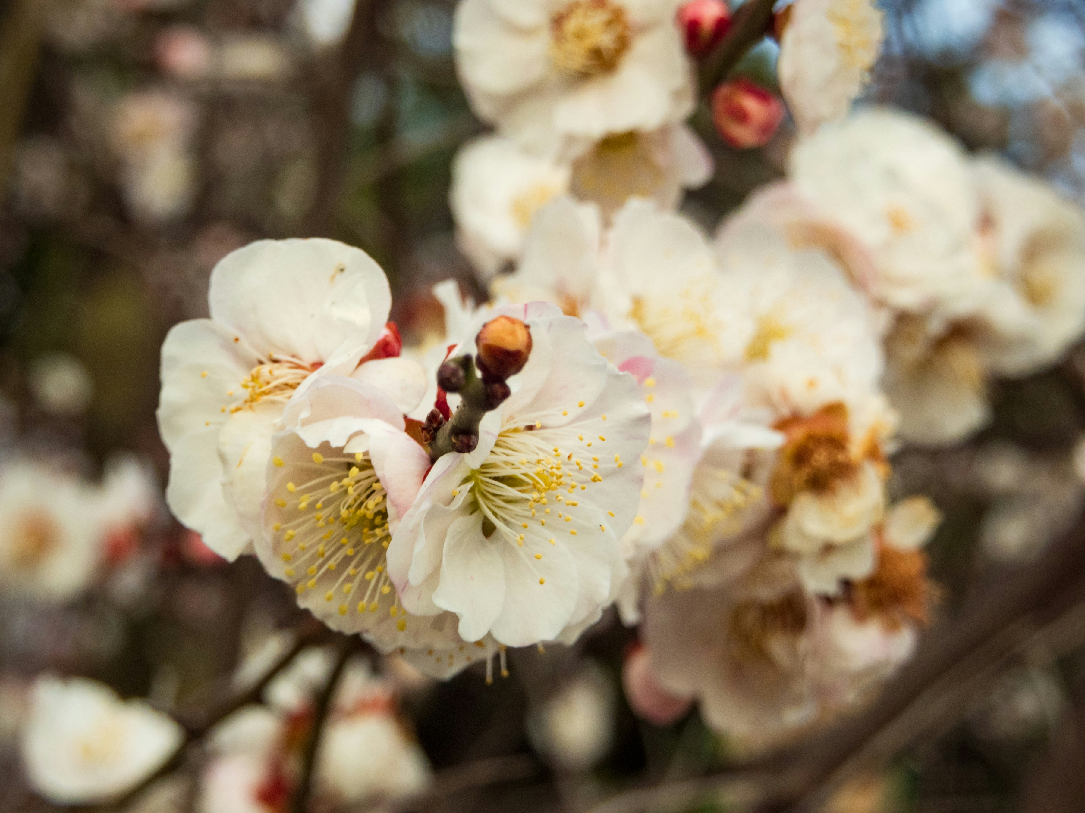 Photo by heppoko_yama