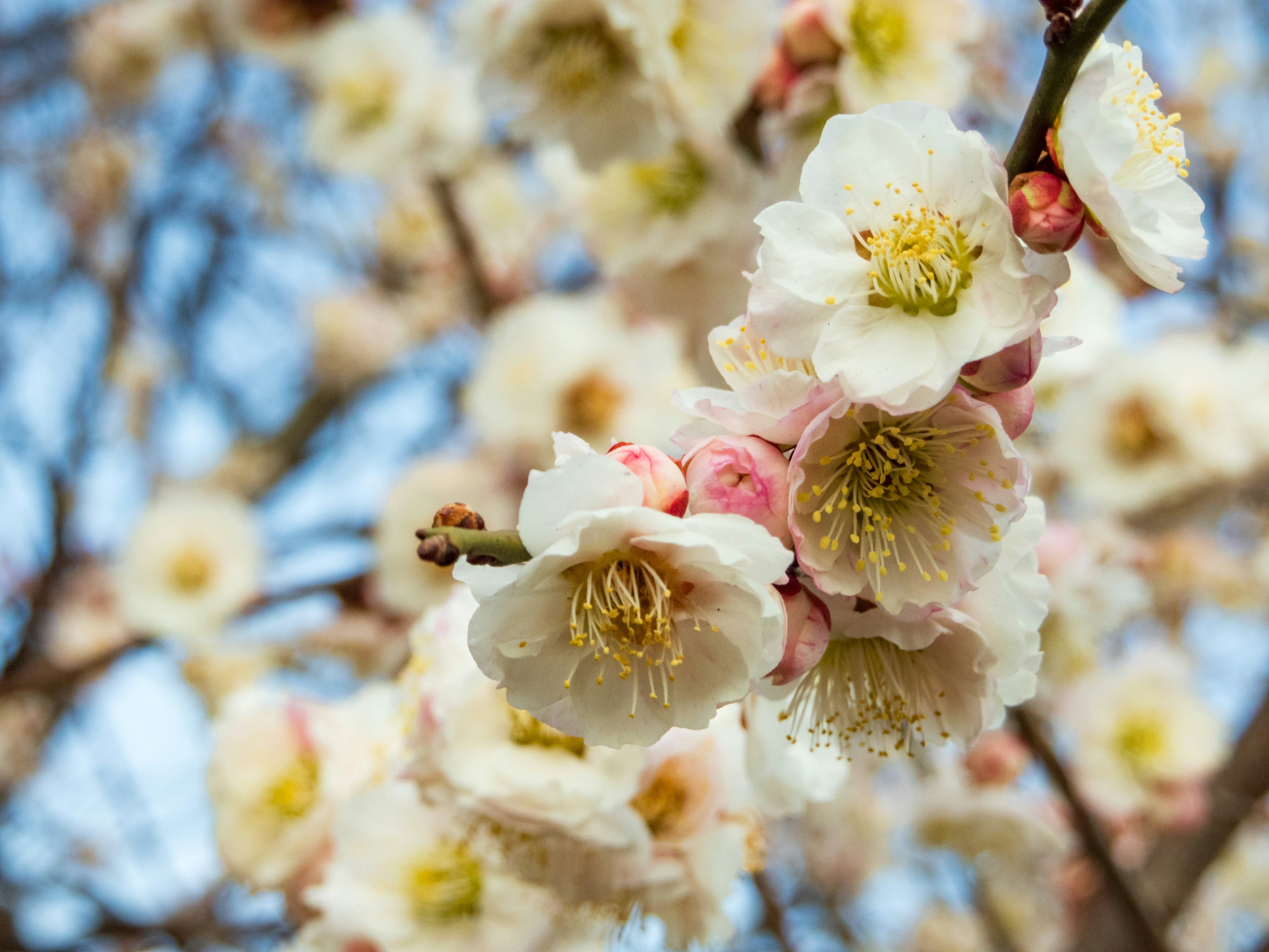 Photo by heppoko_yama