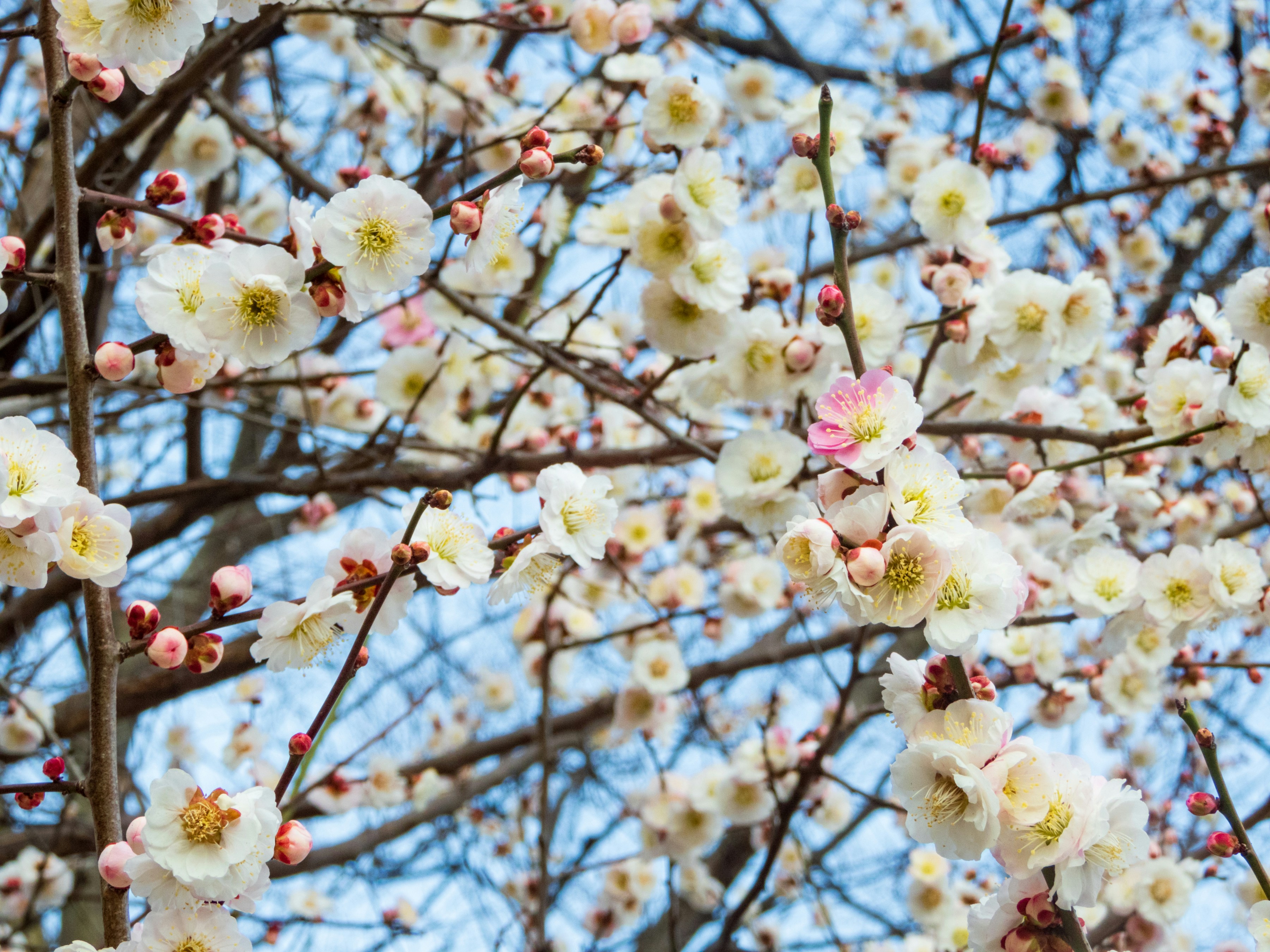 Photo by heppoko_yama