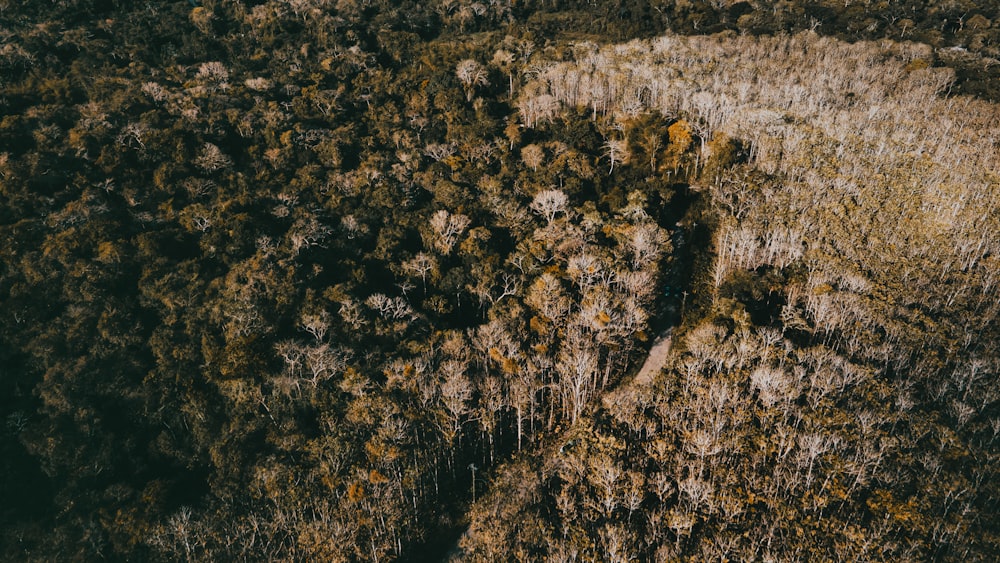 an aerial view of a forest with lots of trees