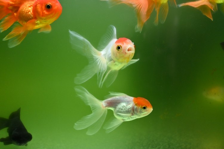 Two white goldfish with bright orange heads swimming in front of a soft green background
