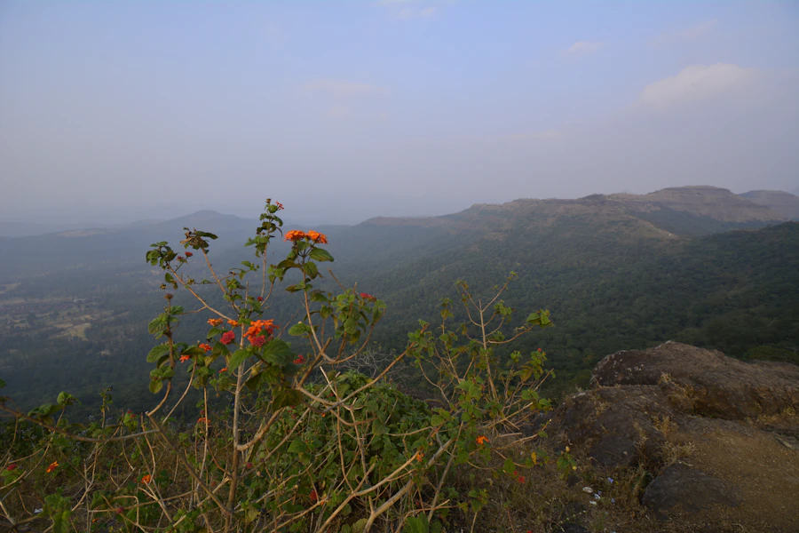 Saputara