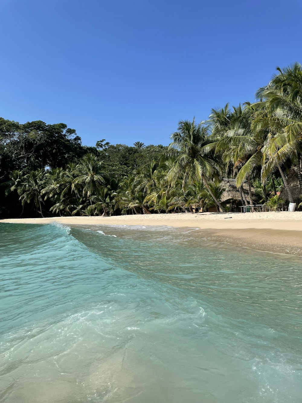 a sandy beach with palm trees and water
