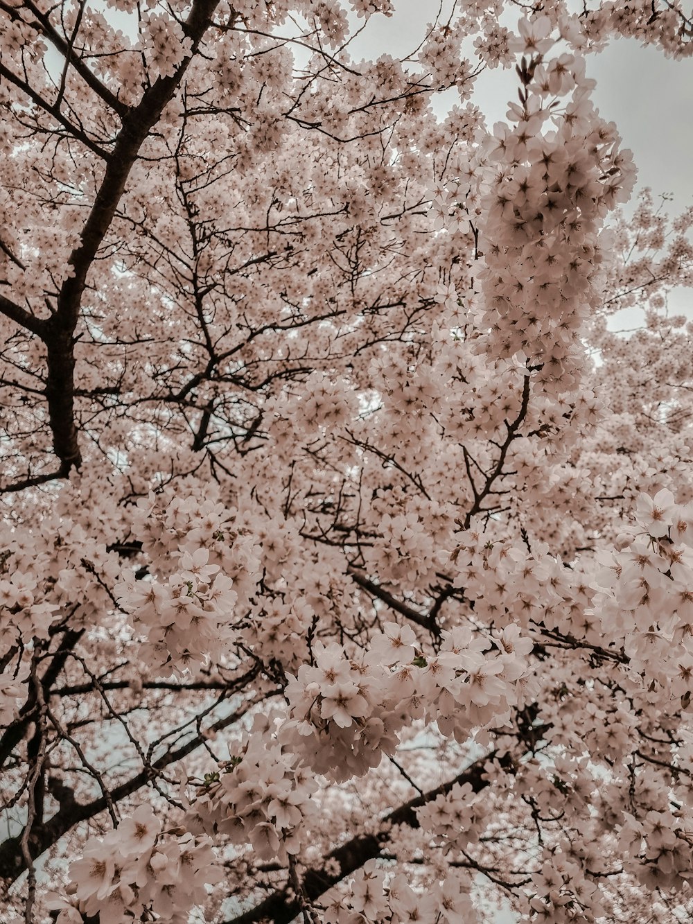 uma foto em preto e branco de uma árvore com flores cor-de-rosa