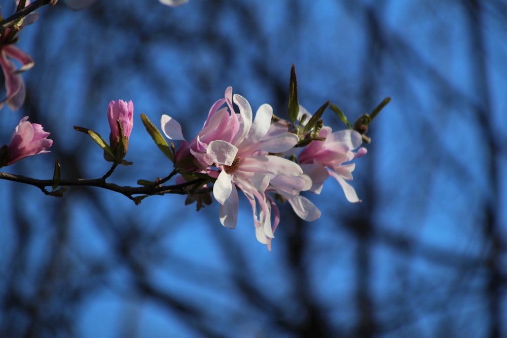 a branch of a flowering tree with pink flowers