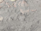 Okapi footprints pressed into the soft earth of the rainforest floor.