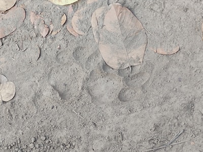 Okapi footprints pressed into the soft earth of the rainforest floor.
