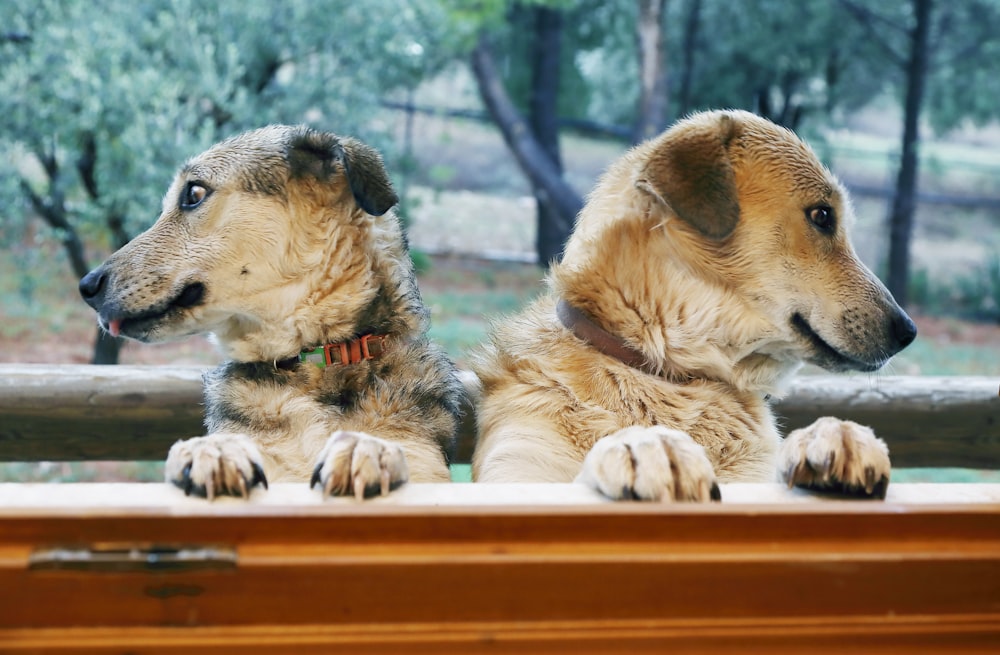 a couple of dogs sitting next to each other on a window sill