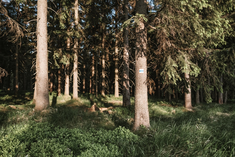 a forest filled with lots of tall trees