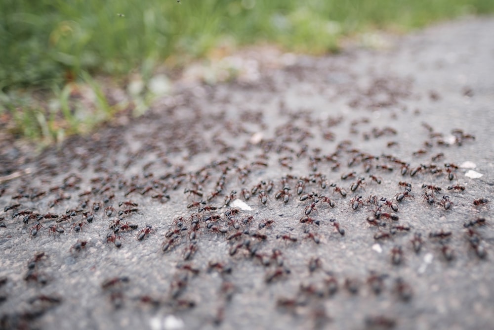a lot of bugs that are on the ground