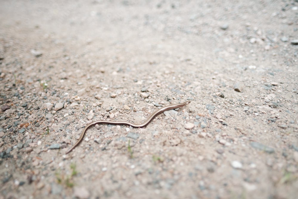 a snake crawling on the ground in the middle of the road