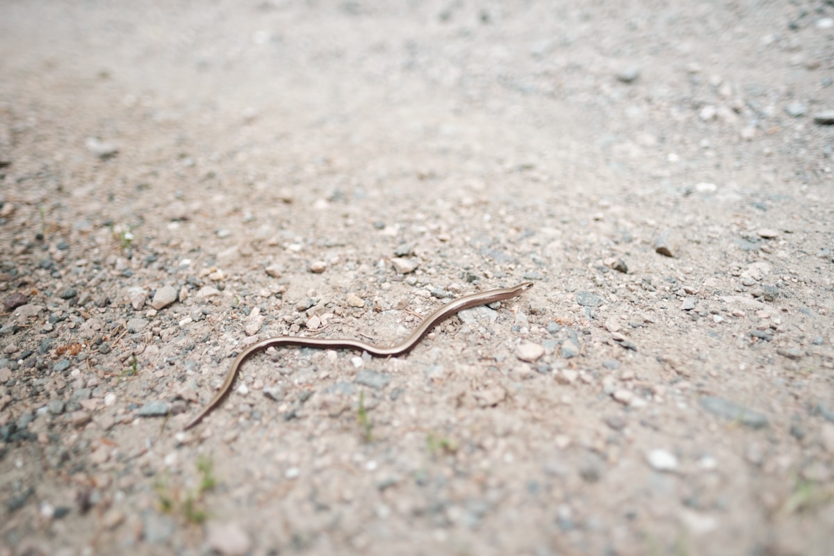 Snake on trail path in wilderness area