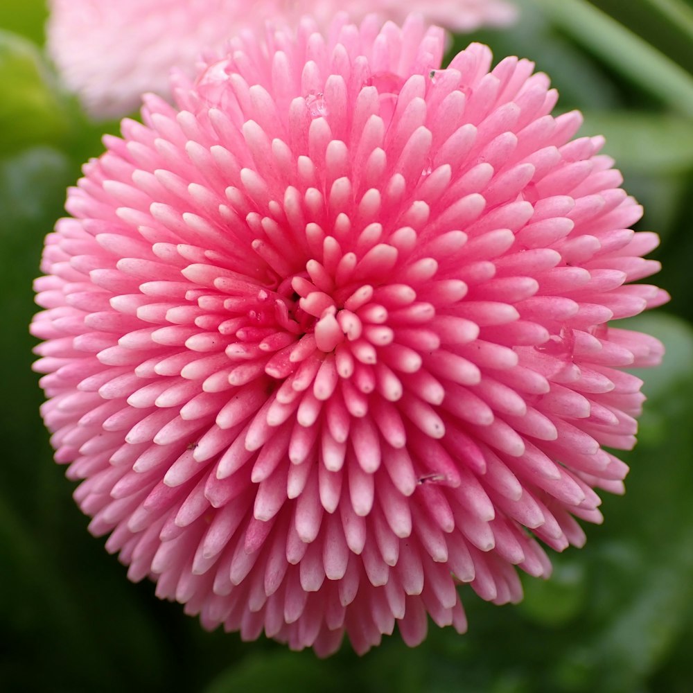 a close up of a pink flower with green leaves