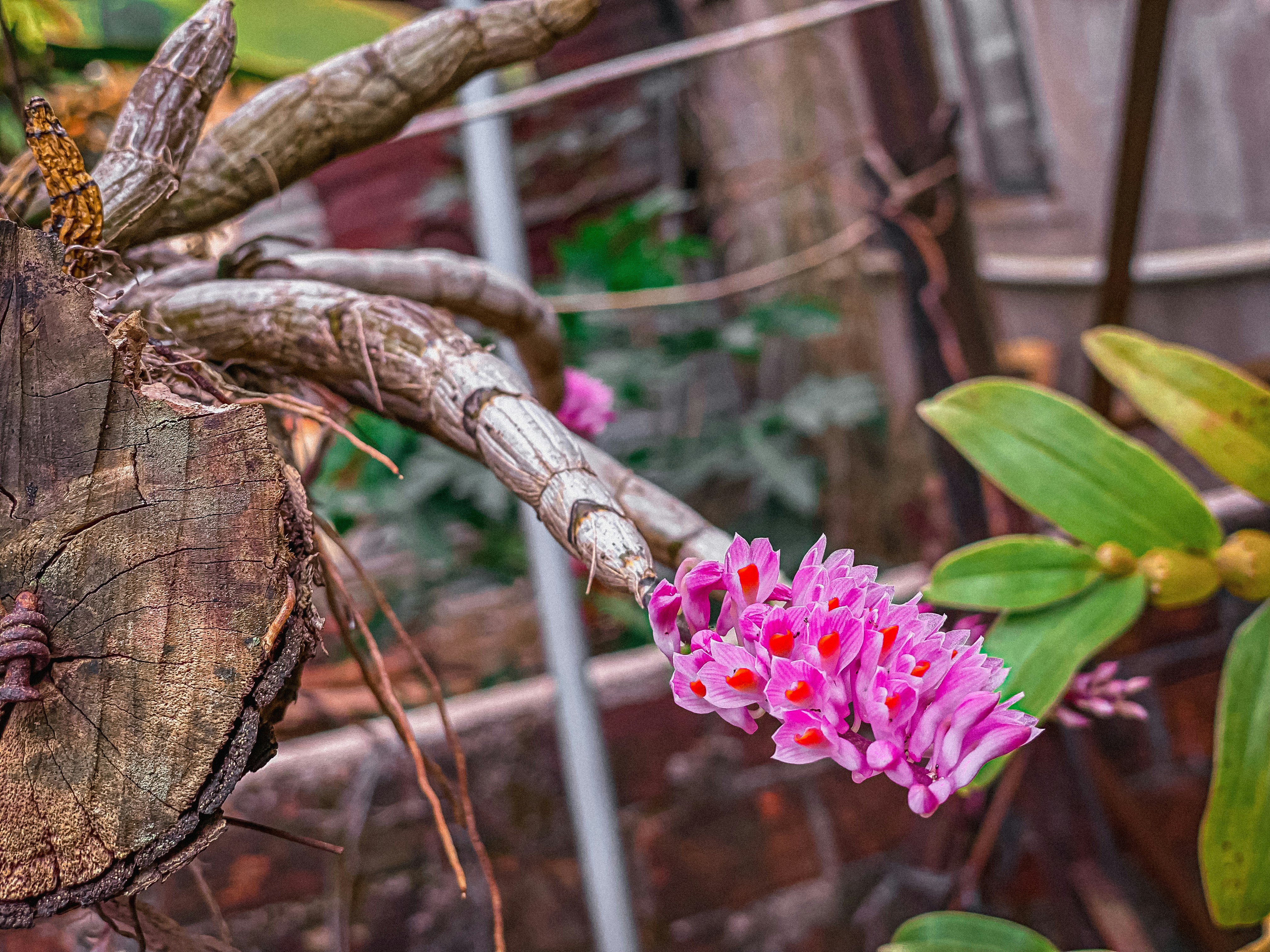 a pink flower sitting on top of a tree stump