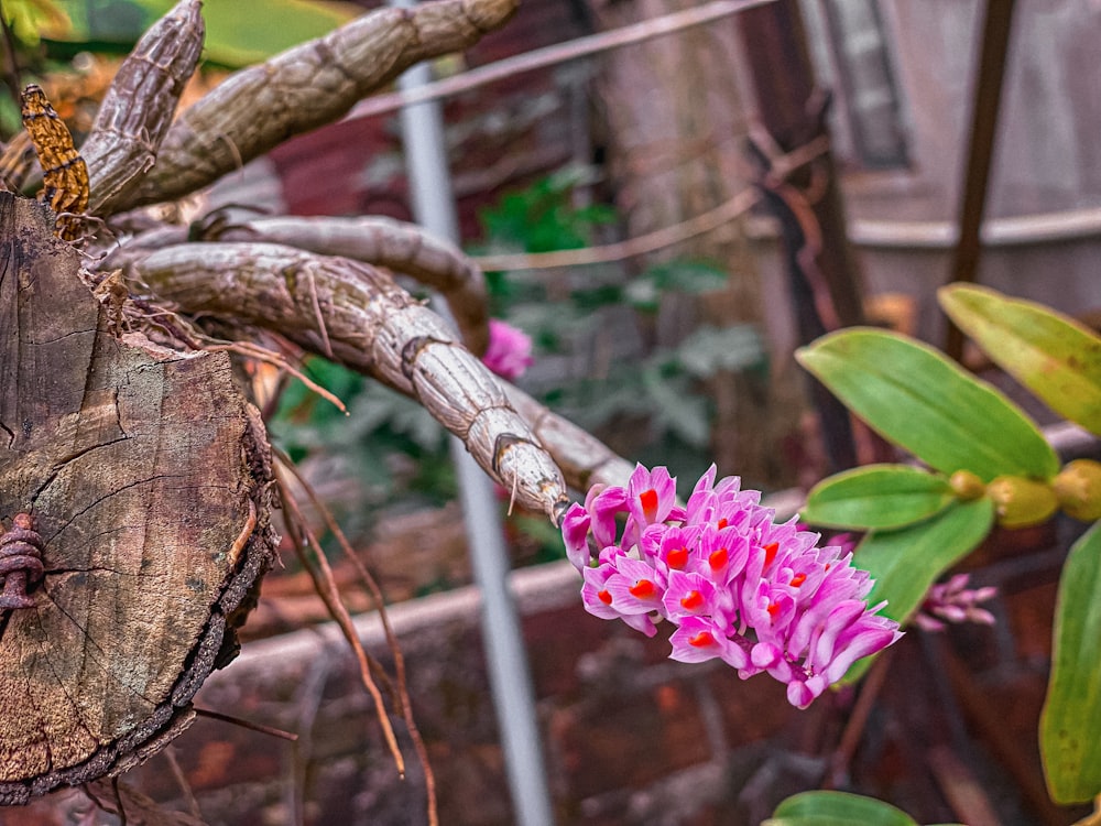 木の切り株の上に座っているピンクの花