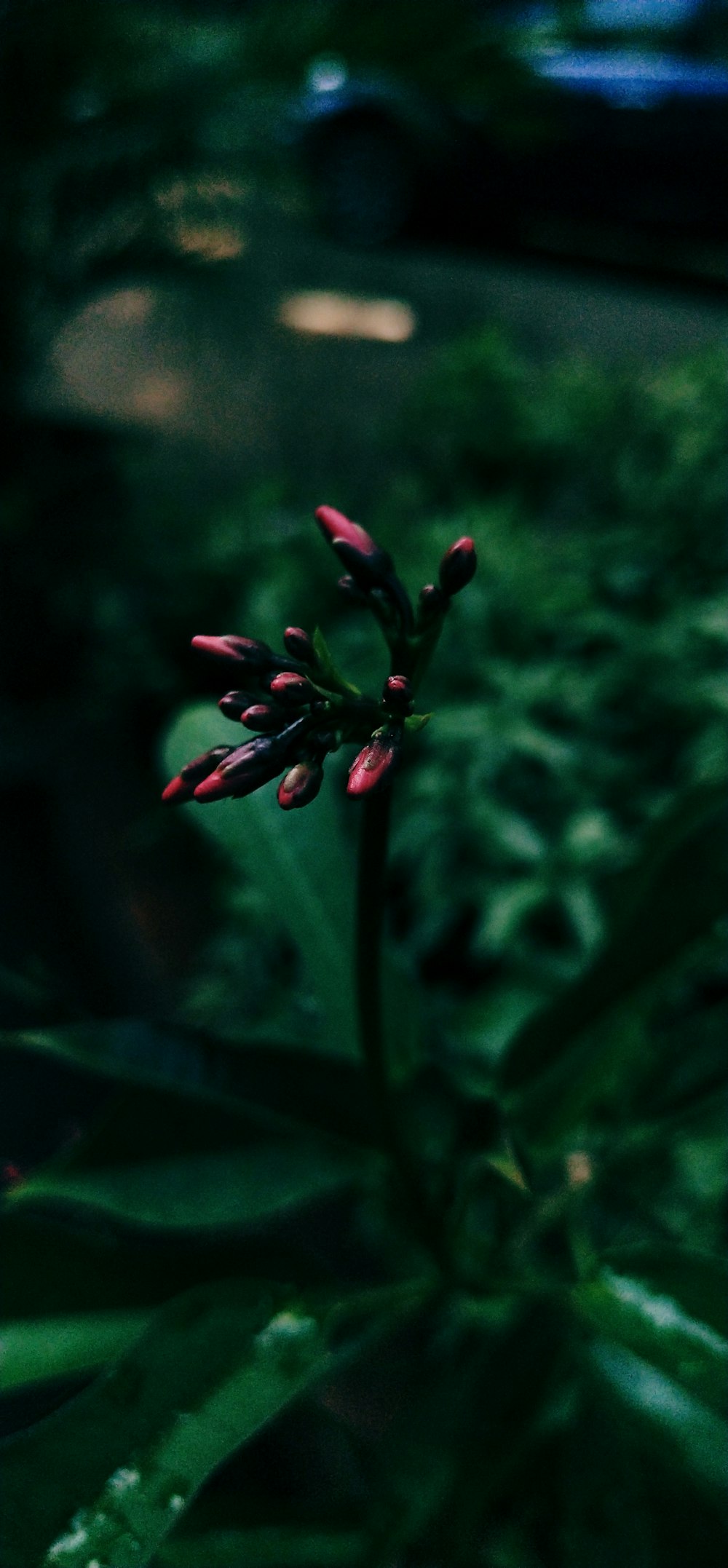 a close up of a flower in a garden