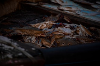 A vibrant image showcasing fresh mangrove crabs and blood cockles on a market display.